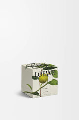LOEWE Earl Grey Midi Candle 280g — 3