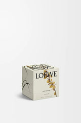 LOEWE Sweet Almond Midi Candle 280g — 3