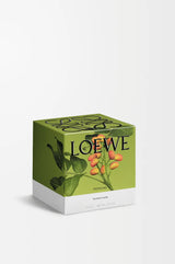 LOEWE Pistachio Candle Medium 610g — 3
