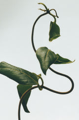 Honeysuckle wax candleholder