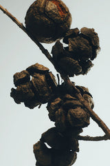 Cypress Balls room spray