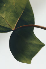 Small Ivy Candle