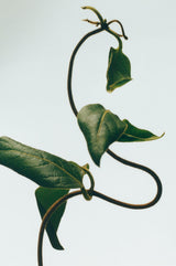 Honeysuckle room spray