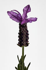 LOEWE Esencia Eau de Toilette 100ml