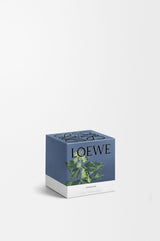 Small Ivy Candle
