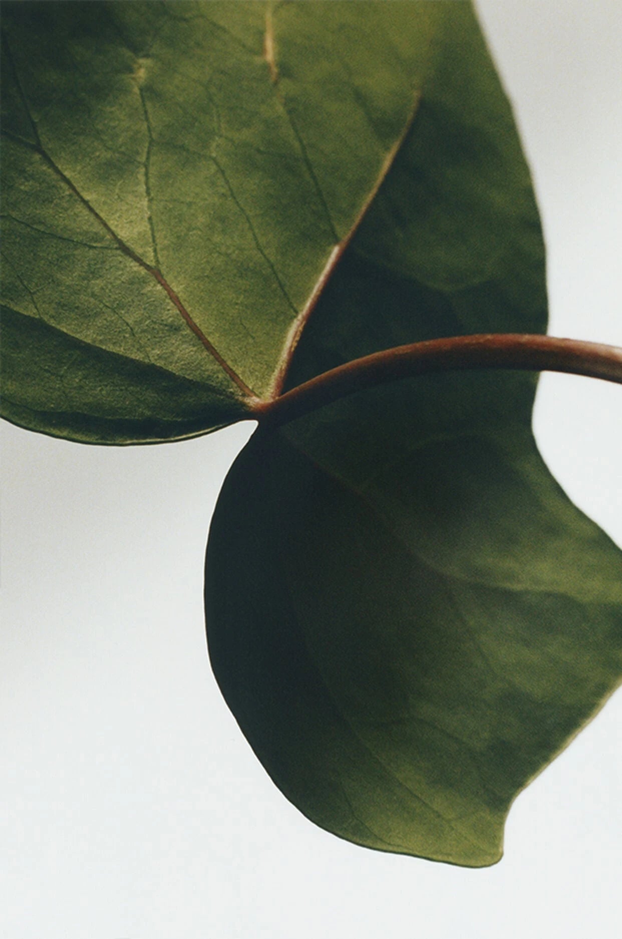 Botanische fotografie uit de LOEWE Ivy-huisgeurencollectie.